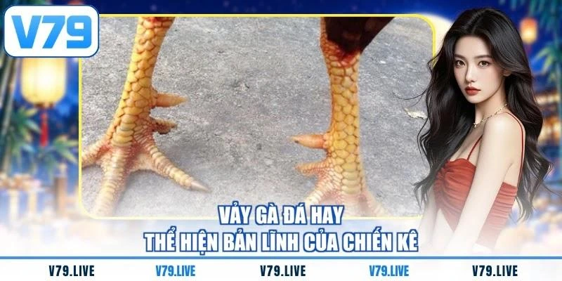 vay-ga-da-hay-the-hien-ban-linh-cua-chien-ke Vảy gà đá hay thể hiện bản lĩnh của chiến kê